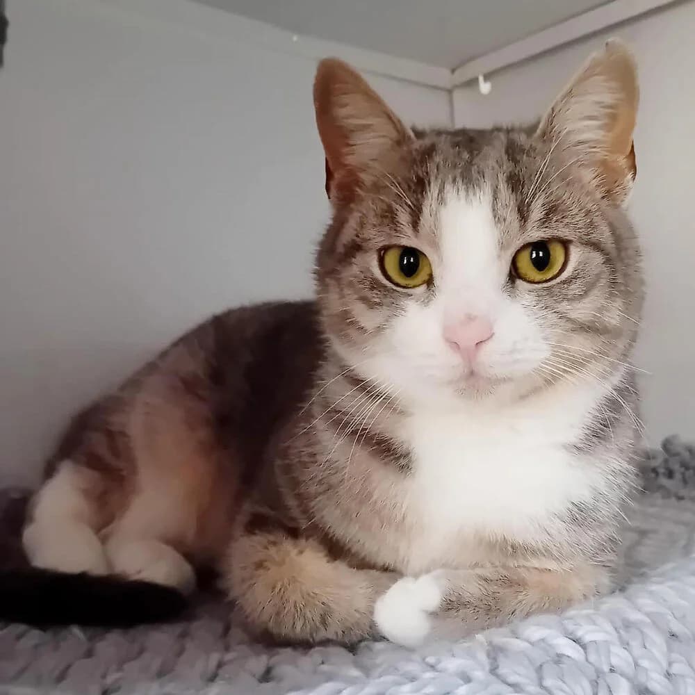 Linus, male young Mixed Breed for adoption at Mondo Gatto
