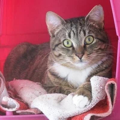 Lucio, male senior Mixed Breed for adoption at Mondo Gatto