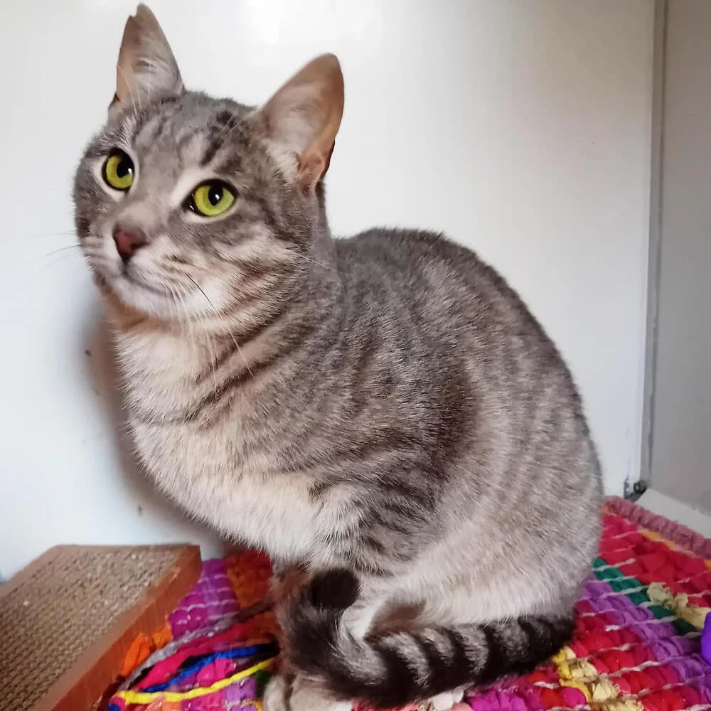Lucy, female young Mixed Breed for adoption at Mondo Gatto