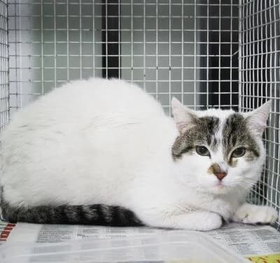 Marcello, male senior Mixed Breed for adoption at Mondo Gatto
