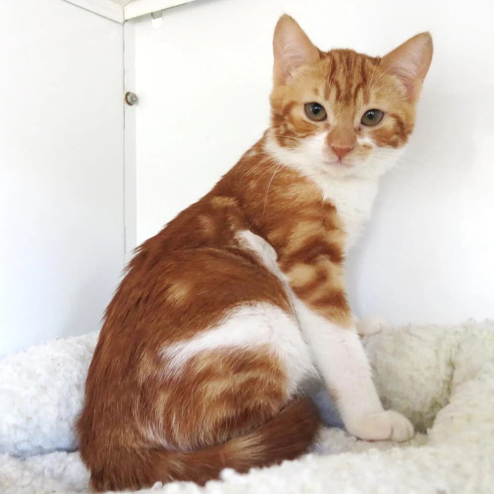 Margie, female young Mixed Breed for adoption at Mondo Gatto