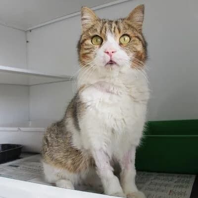 Melody, female Mixed Breed for adoption at Mondo Gatto