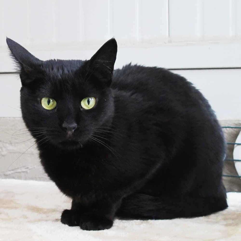 Miami, male Mixed Breed for adoption at Mondo Gatto