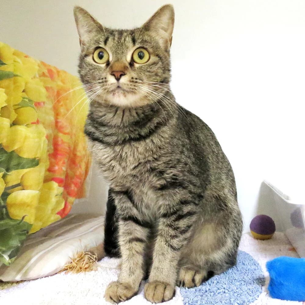 Mina, female young Mixed Breed for adoption at Mondo Gatto