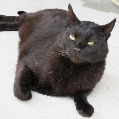 Nerone, male senior Mixed Breed for adoption at Mondo Gatto