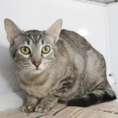 Nina, female senior Mixed Breed for adoption at Mondo Gatto