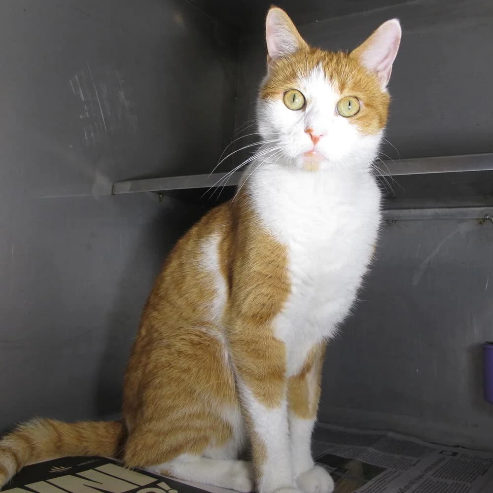 Nino, male 4yo Mixed Breed for adoption at Mondo Gatto