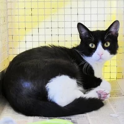 Ozzy 2, male senior Mixed Breed for adoption at Mondo Gatto