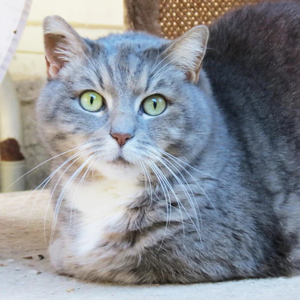 Palma, female Mixed Breed for adoption at Mondo Gatto