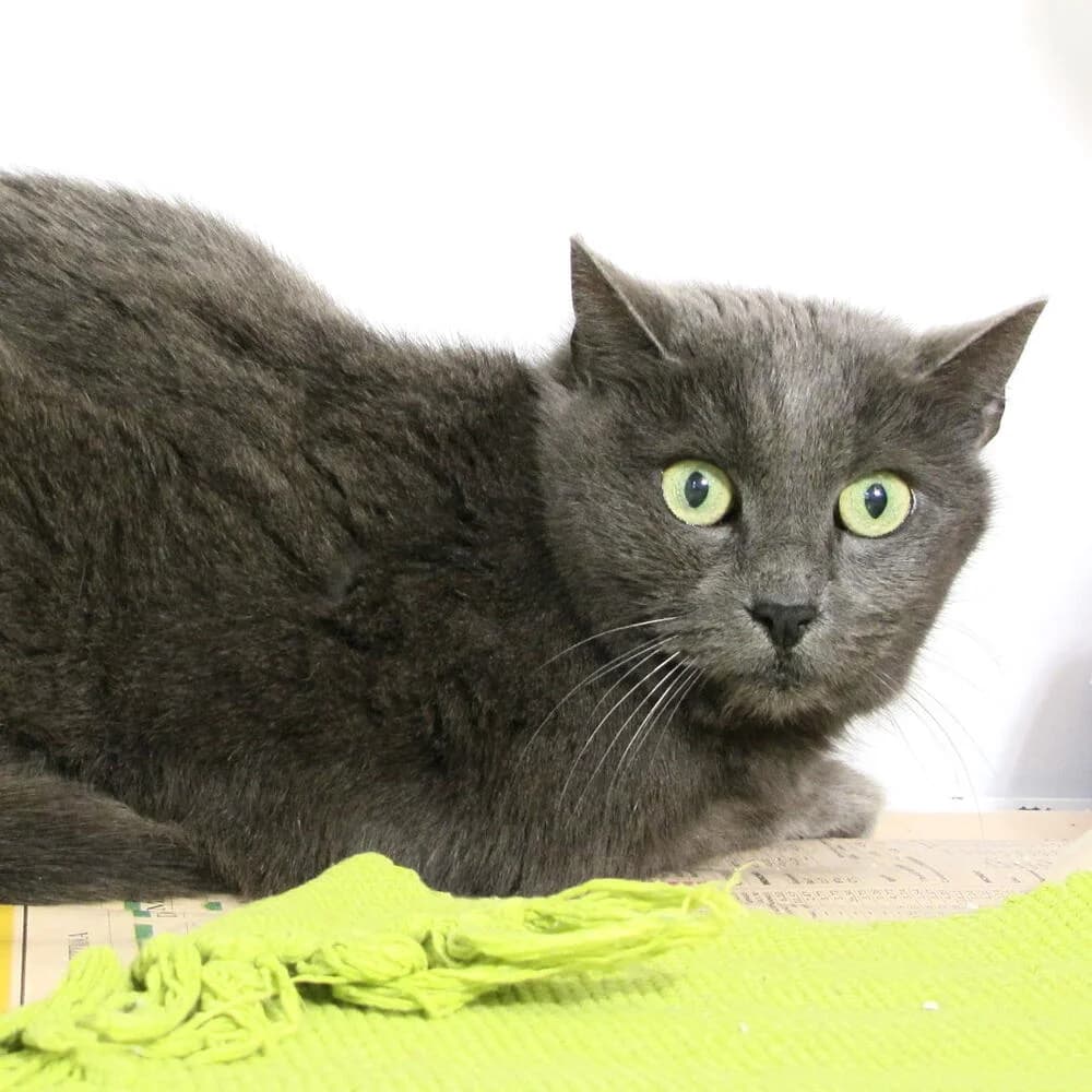 Polly, female senior Mixed Breed for adoption at Mondo Gatto