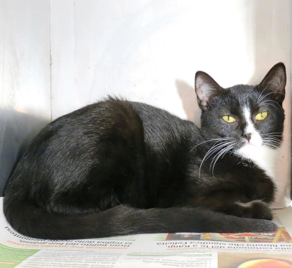 Princess, female 3yo Mixed Breed for adoption at Mondo Gatto