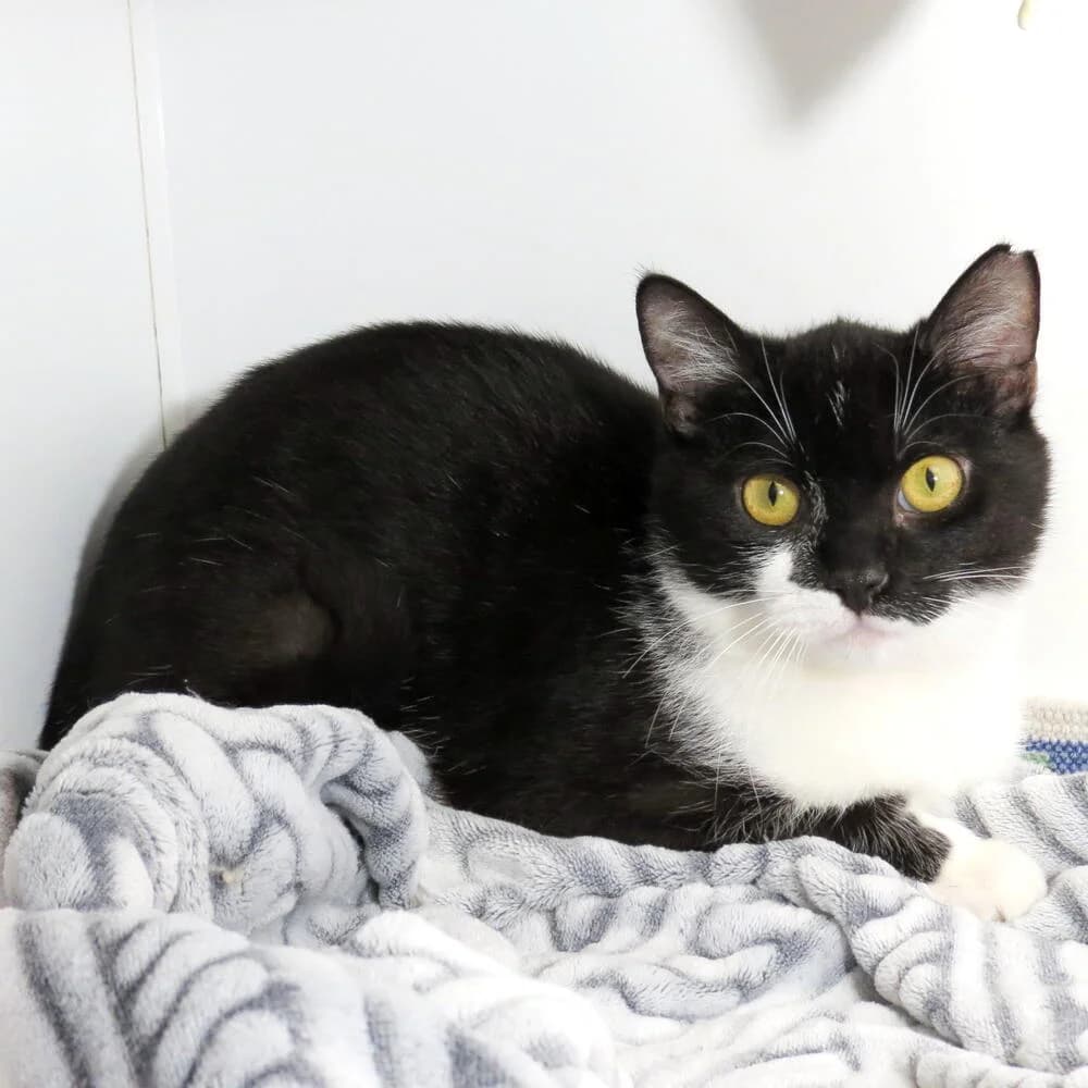 Qua, male 3yo Mixed Breed for adoption at Mondo Gatto