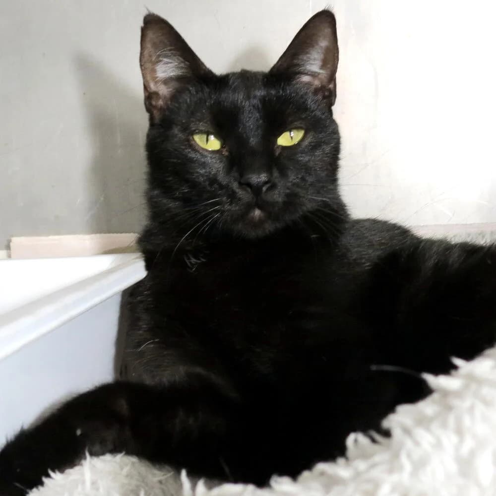 Queen, female 4yo Mixed Breed for adoption at Mondo Gatto
