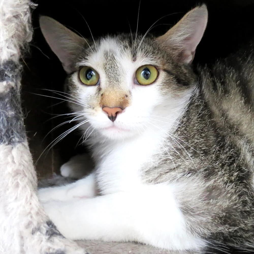 Qui, male 3yo Mixed Breed for adoption at Mondo Gatto
