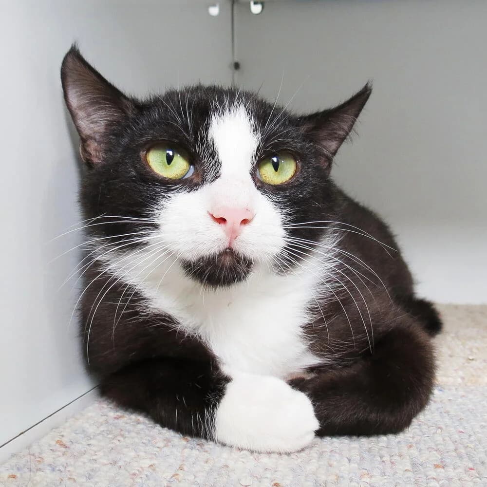 Quo, male 3yo Mixed Breed for adoption at Mondo Gatto