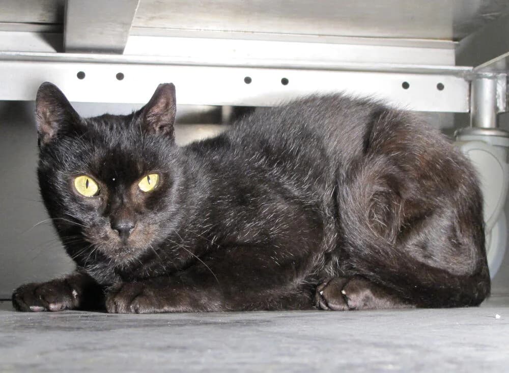 Ringhio, male Mixed Breed for adoption at Mondo Gatto