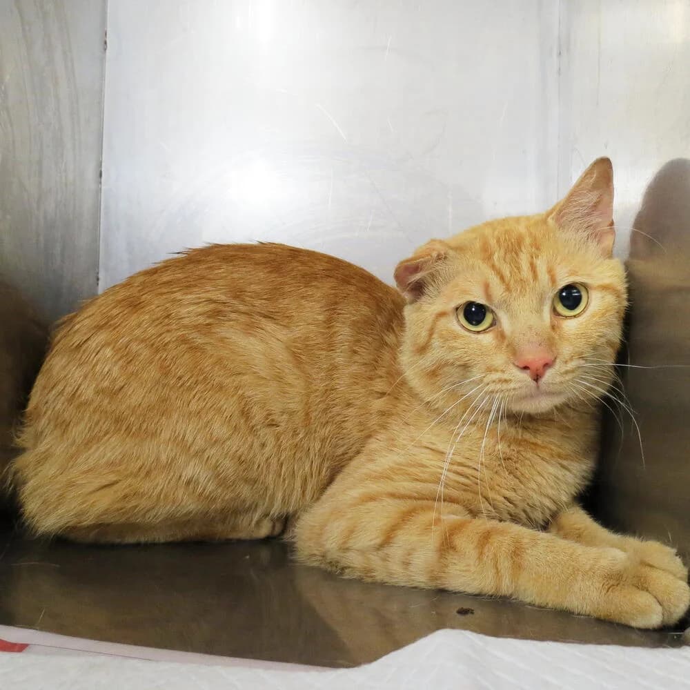 Rocco, male 3yo Mixed Breed for adoption at Mondo Gatto