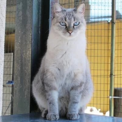 Rossella, female Mixed Breed for adoption at Mondo Gatto