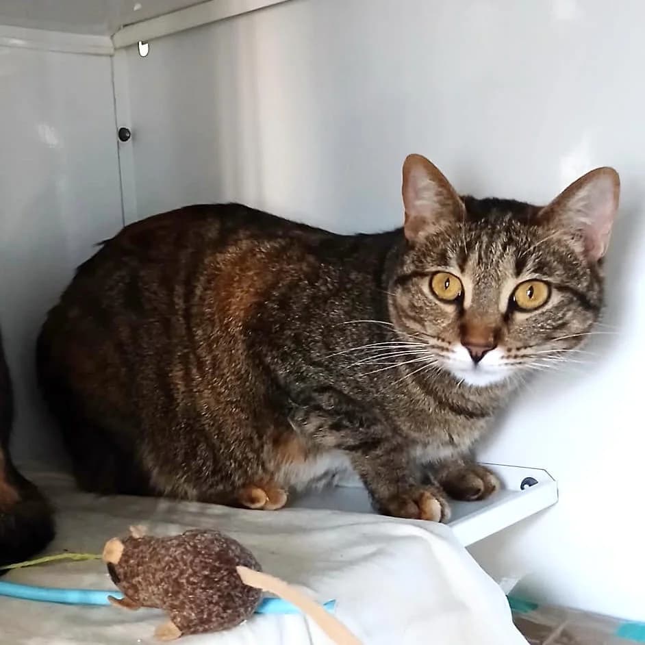 Sabrina, female young Mixed Breed for adoption at Mondo Gatto
