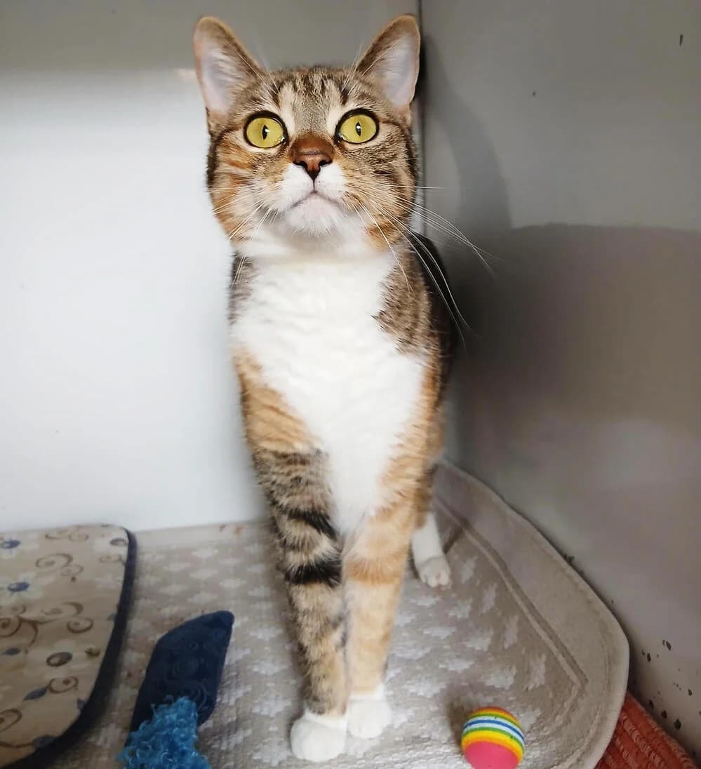 Samantha, female young Mixed Breed for adoption at Mondo Gatto