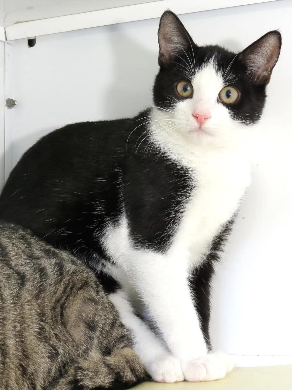 Sbuffo, male young Mixed Breed for adoption at Mondo Gatto