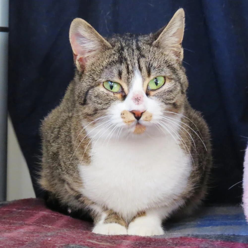 Shelley, female 3yo Mixed Breed for adoption at Mondo Gatto