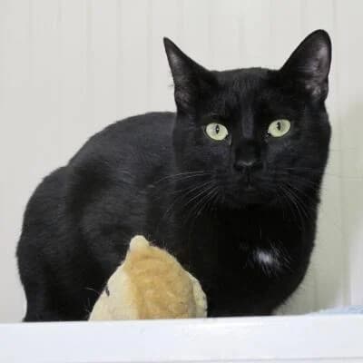 Simba, male senior Mixed Breed for adoption at Mondo Gatto