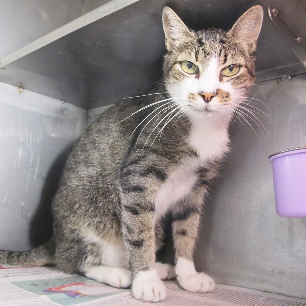 Simone, male Mixed Breed for adoption at Mondo Gatto