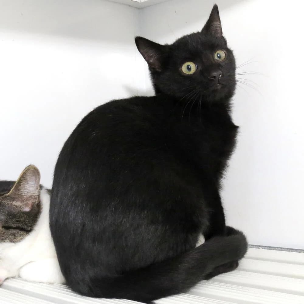Soffio, male young Mixed Breed for adoption at Mondo Gatto
