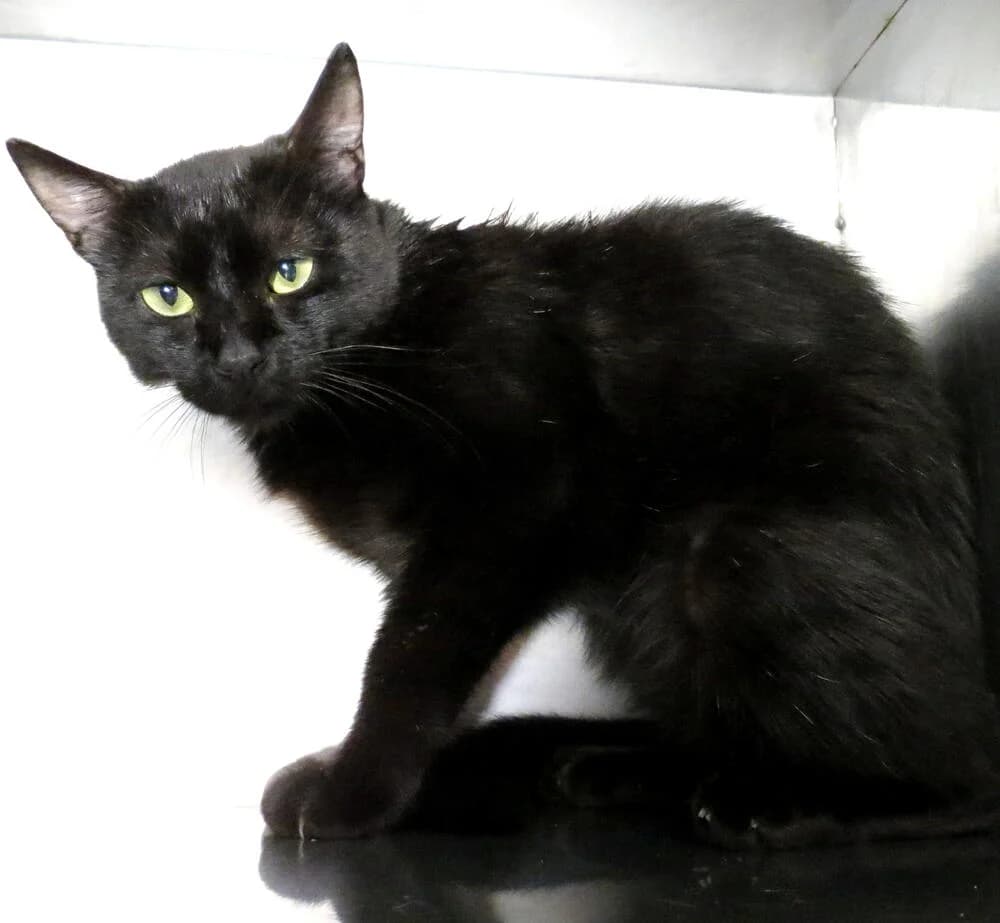 Strello, male young Mixed Breed for adoption at Mondo Gatto