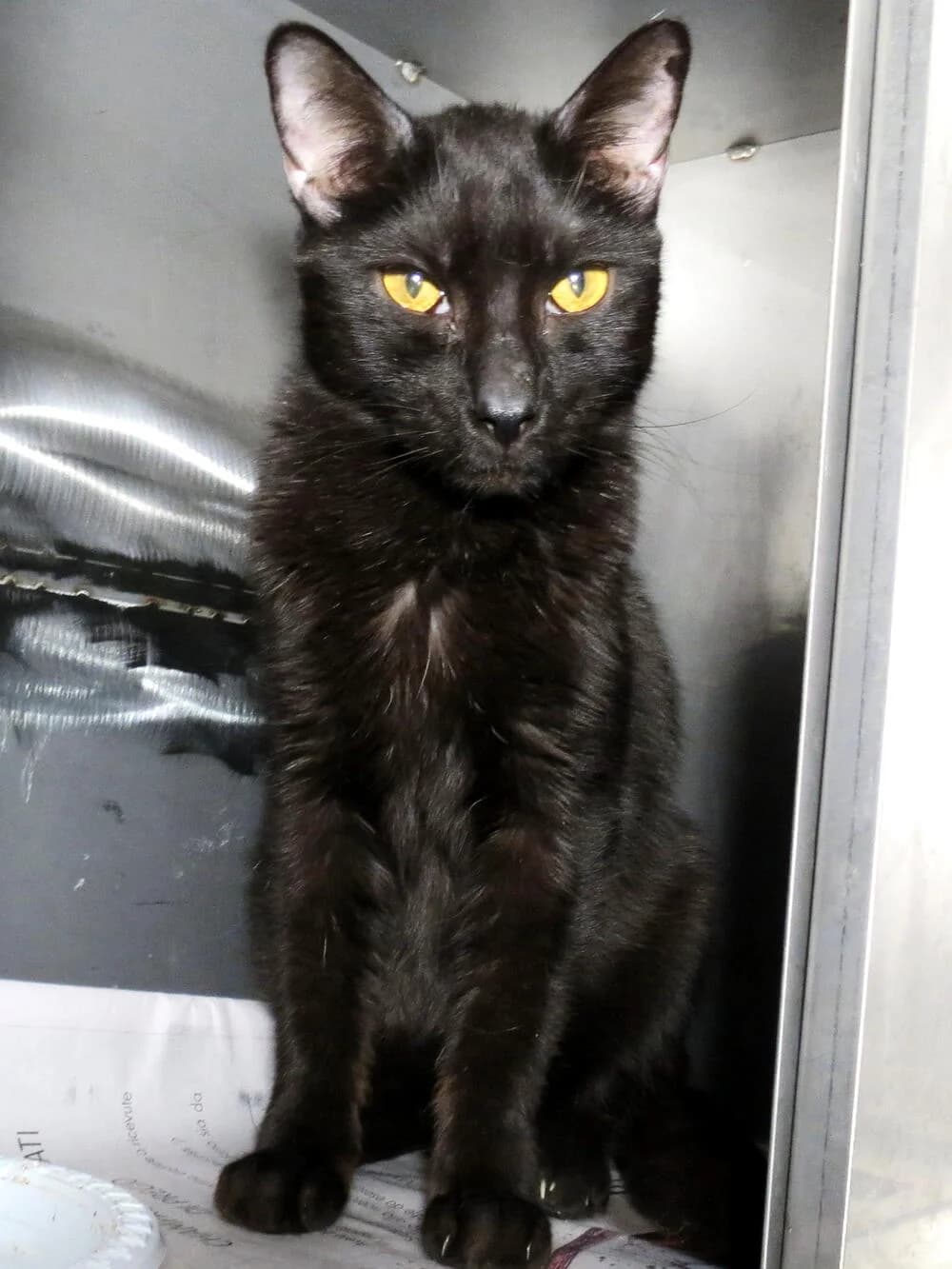Thor, male 7yo Mixed Breed for adoption at Mondo Gatto