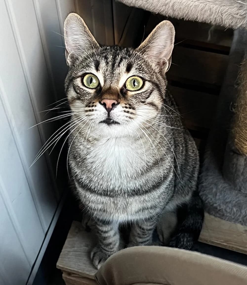 Tito, male young Mixed Breed for adoption at Mondo Gatto
