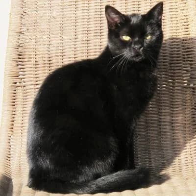 Tombina, female senior Mixed Breed for adoption at Mondo Gatto
