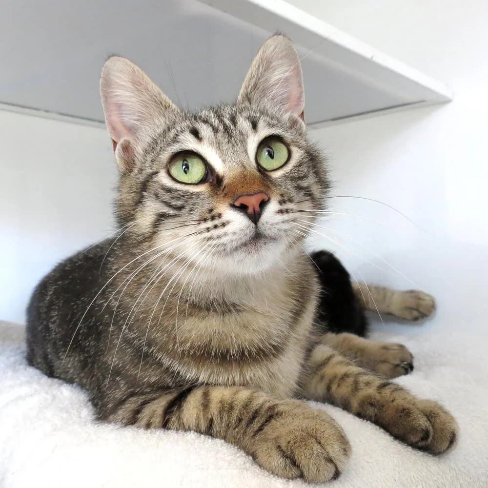 Trudy, female 4yo Mixed Breed for adoption at Mondo Gatto