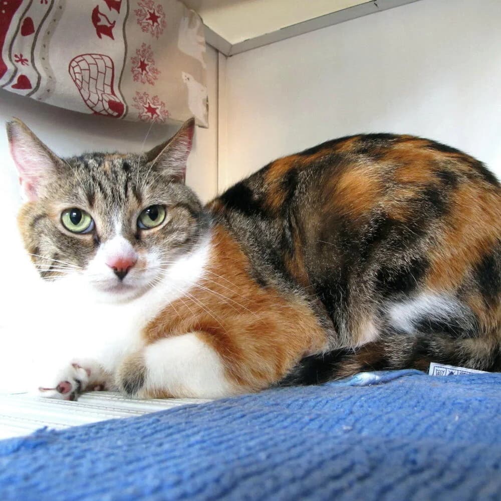 Virginia, female senior Mixed Breed for adoption at Mondo Gatto
