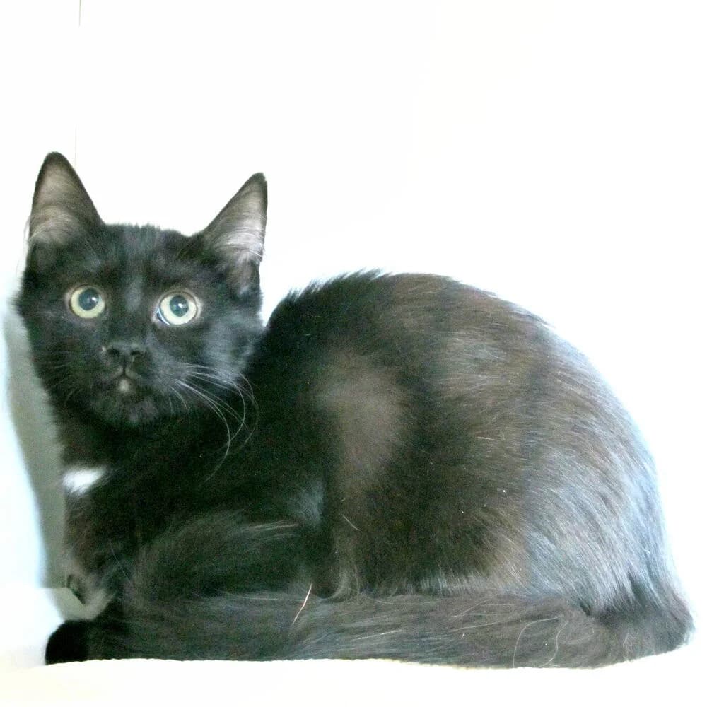 Wally, female 3yo Mixed Breed for adoption at Mondo Gatto