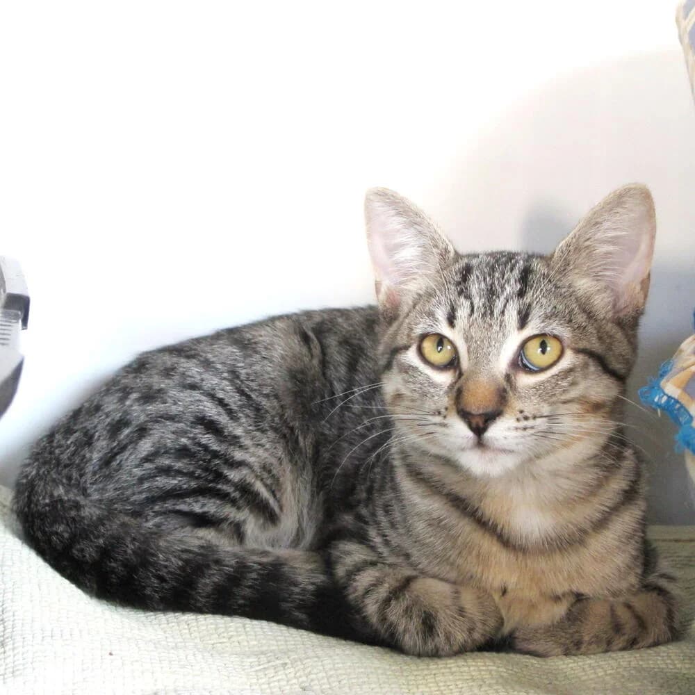 Wasabi, female 3yo Mixed Breed for adoption at Mondo Gatto
