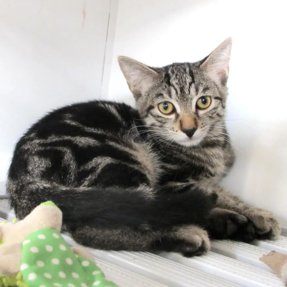 Watson, male 3yo Mixed Breed for adoption at Mondo Gatto