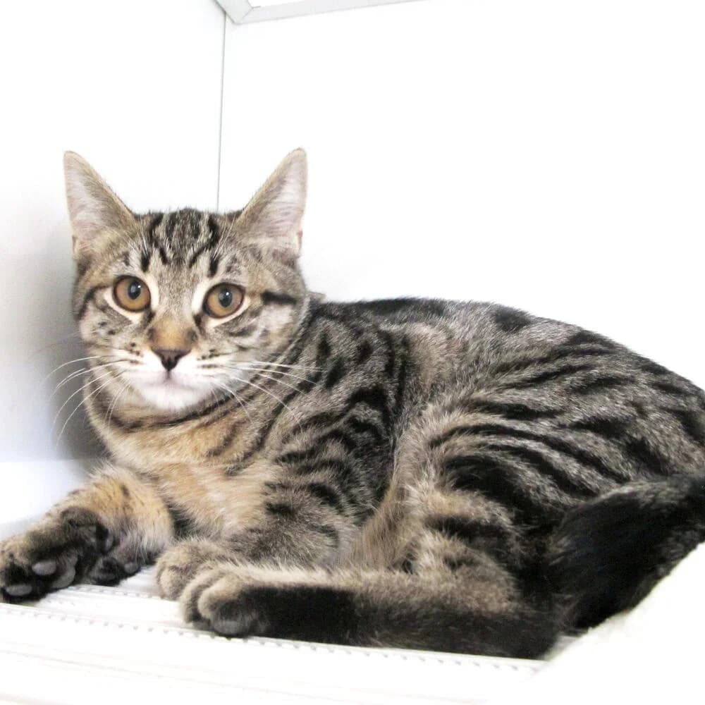 Wendy, female 3yo Mixed Breed for adoption at Mondo Gatto