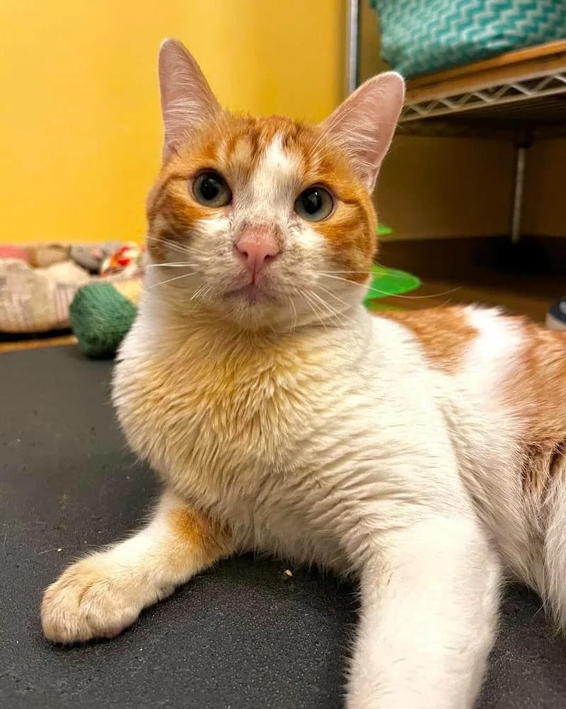 Wendy, female 3yo Mixed Breed for adoption at Mondo Gatto