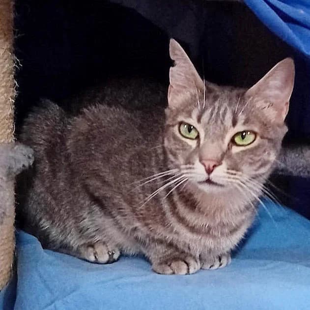 Willow, male 5yo Mixed Breed for adoption at Mondo Gatto