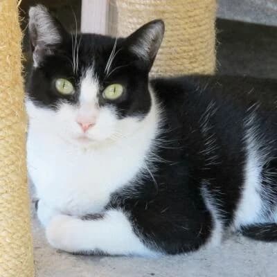 Wilma, female Mixed Breed for adoption at Mondo Gatto