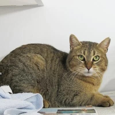 Wimp, male Mixed Breed for adoption at Mondo Gatto