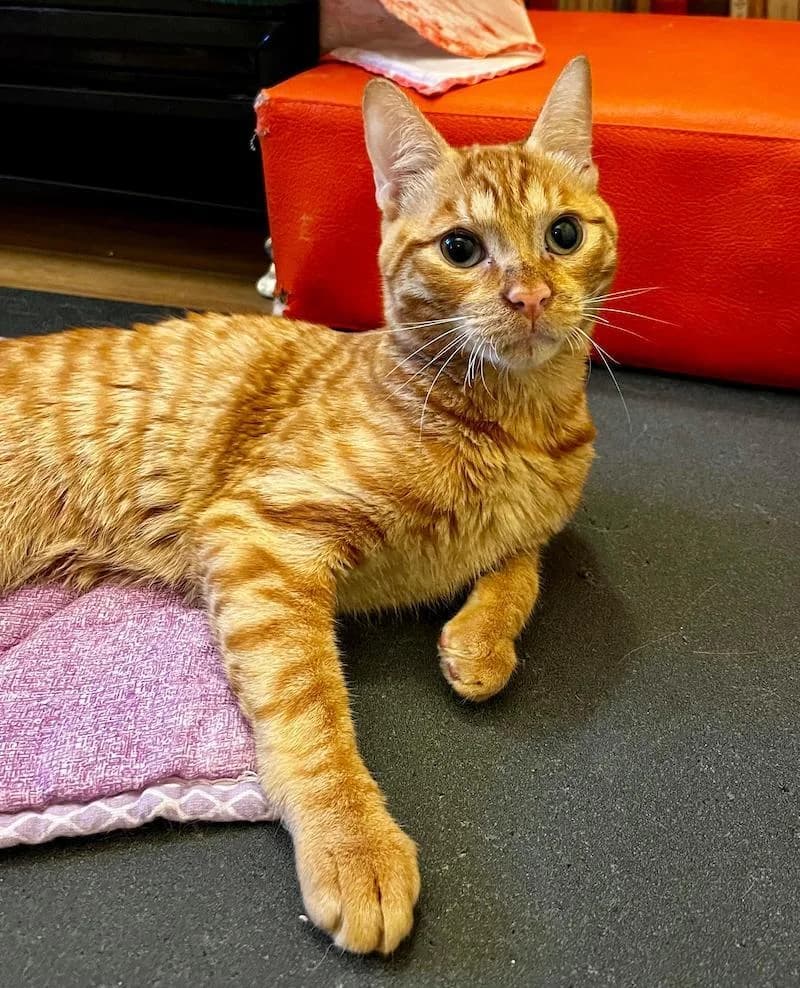 Woody, male 3yo Mixed Breed for adoption at Mondo Gatto