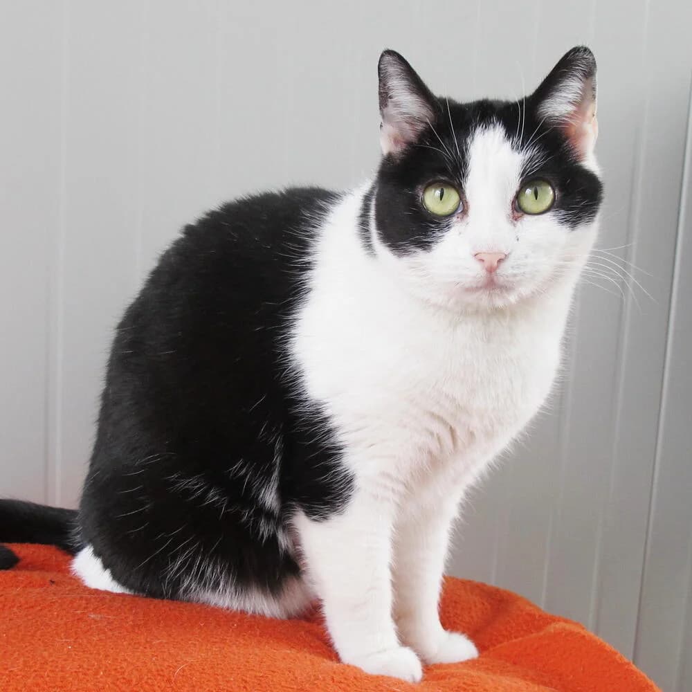 Yelena, female senior Mixed Breed for adoption at Mondo Gatto