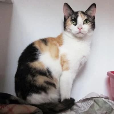 Zaira, female senior Mixed Breed for adoption at Mondo Gatto