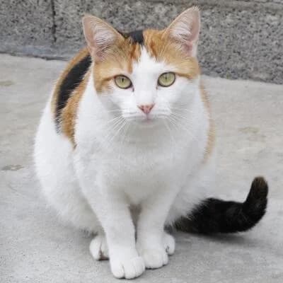 Zara, female senior Mixed Breed for adoption at Mondo Gatto