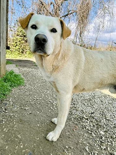 Elia, male young Mixed Breed for adoption at Nati Liberi Versilia, Versilia (Lucca)