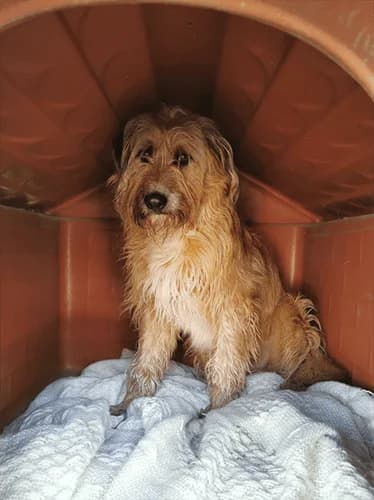 Ragu', male puppy Mixed Breed for adoption at Nati Liberi Versilia, Versilia (Lucca)