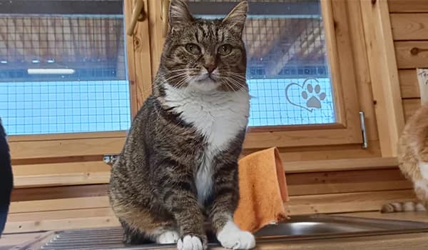 Corrado, male senior Mixed Breed for adoption at Nidia ODV, Novate Milanese (MI)